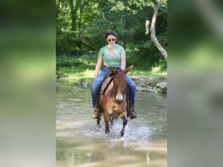 Mule Mare 14 years 14,1 hh Dun in Brooksville Ky