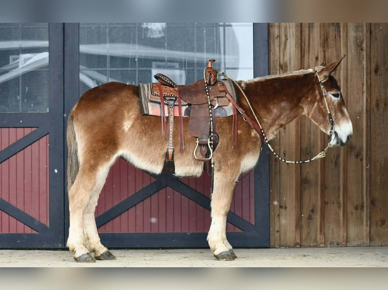 Mule Mare 14 years 15.2 hh Sorrel in Rebersburg