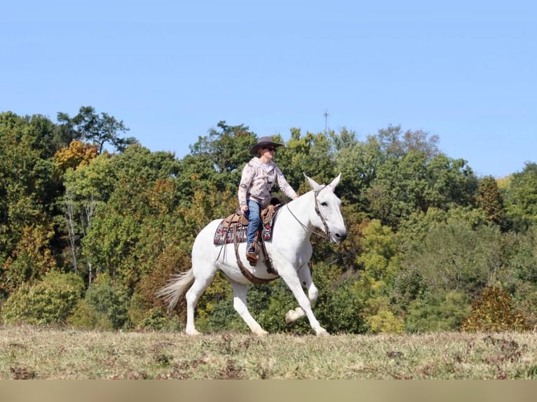 Mule Mare 14 years 15,3 hh Gray in Brookesville KY