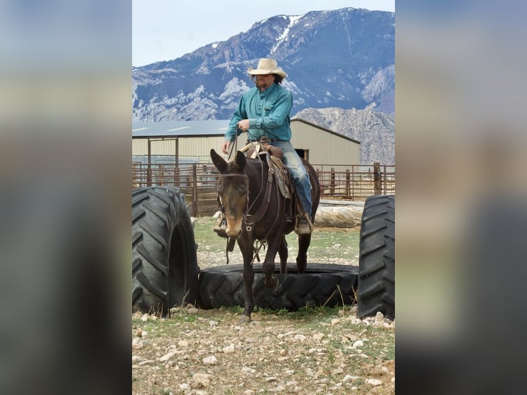 Mule Mare 14 years 15 hh Brown in Cody, WY