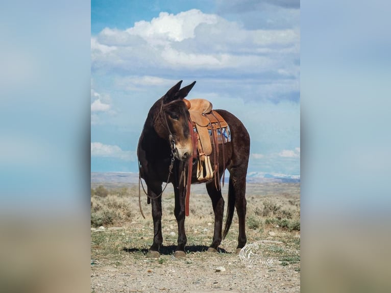 Mule Mare 14 years 15 hh Brown in Cody, WY