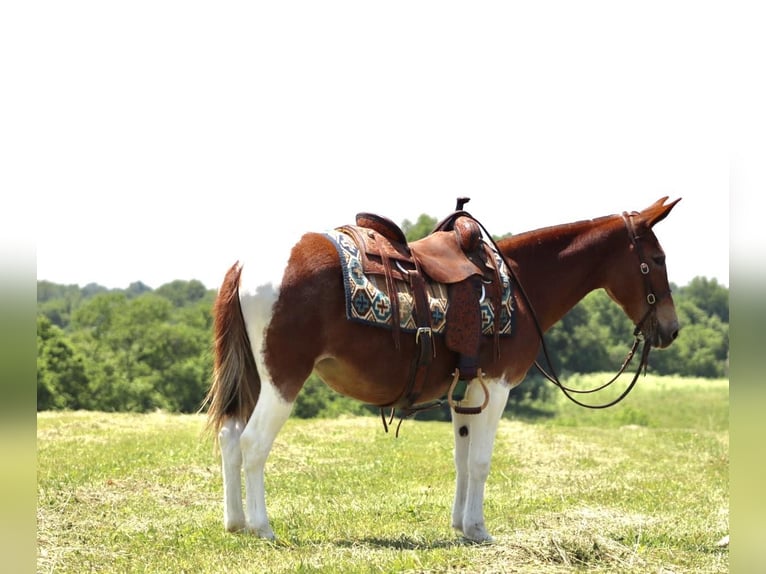 Mule Mare 14 years Chestnut in Brooksville, KY
