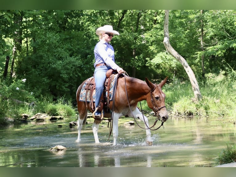 Mule Mare 14 years Chestnut in Brooksville, KY
