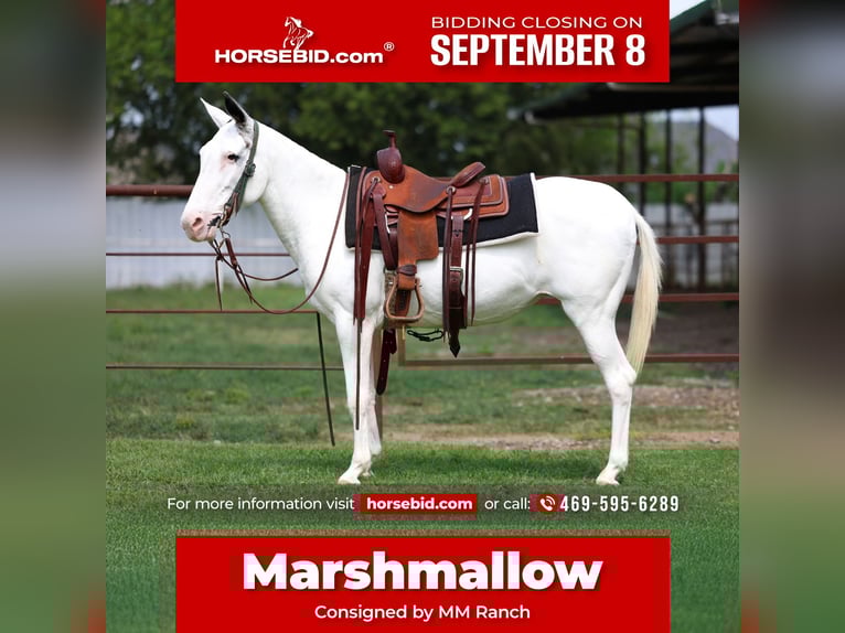 Mule Mare 15 years 13,2 hh Pinto in Forney