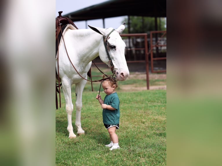 Mule Mare 15 years 13,2 hh Pinto in Forney