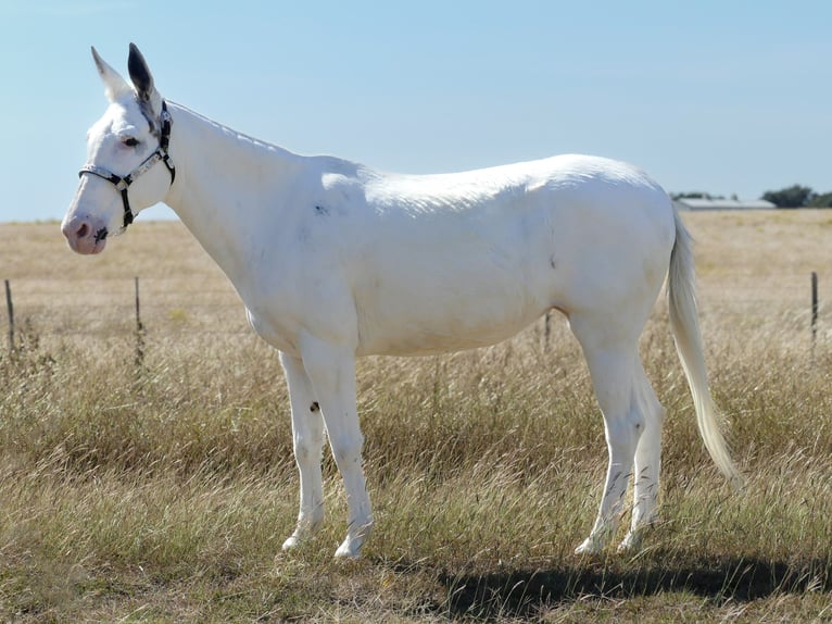 Mule Mare 15 years 13,2 hh Pinto in Forney
