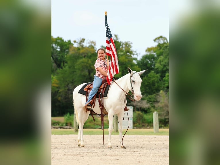 Mule Mare 15 years 13,2 hh Pinto in Forney