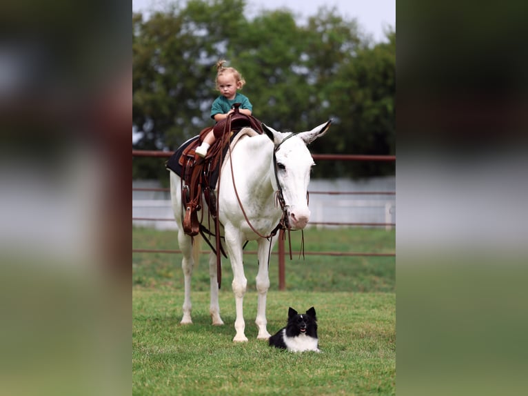 Mule Mare 15 years 13,2 hh Pinto in Forney