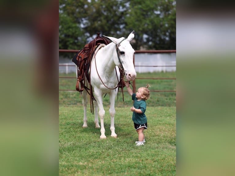 Mule Mare 15 years 13,2 hh Pinto in Forney