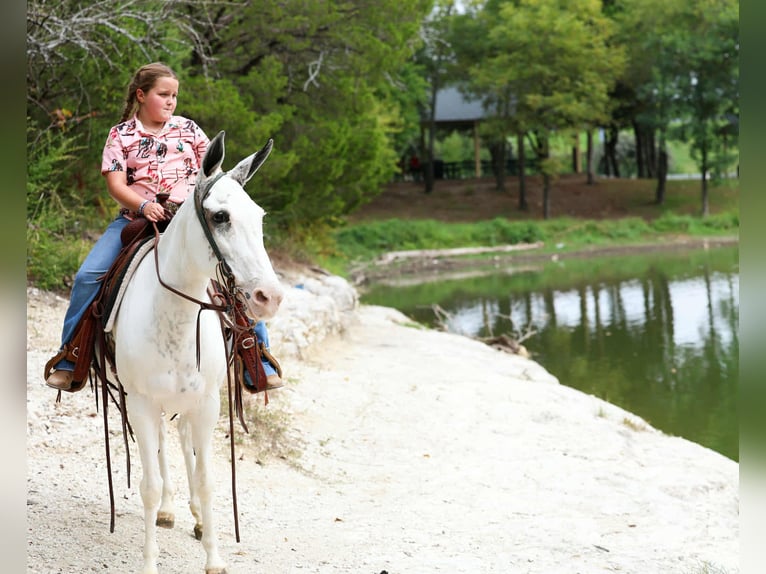 Mule Mare 15 years 13,2 hh Pinto in Forney