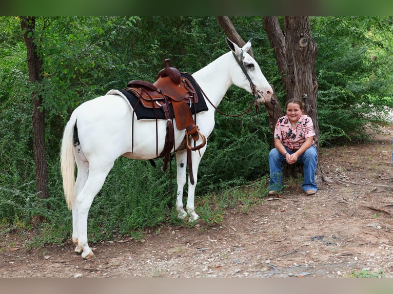 Mule Mare 15 years 13,2 hh Pinto in Forney