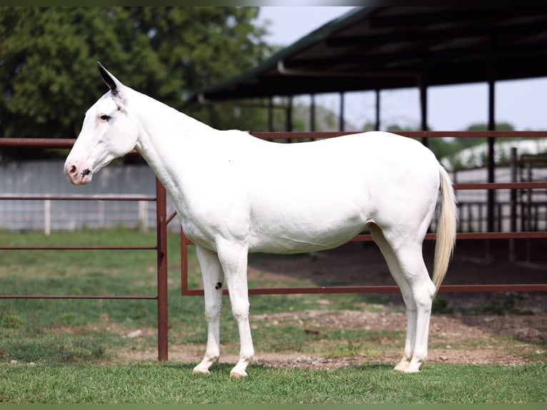 Mule Mare 15 years 13,2 hh Pinto in Forney
