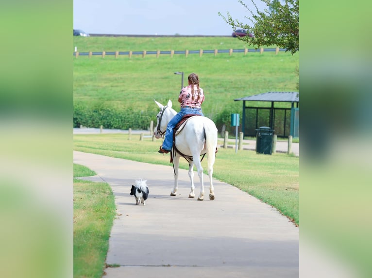 Mule Mare 15 years 13,2 hh Pinto in Forney
