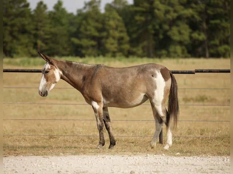 Mule Mare 15 years 14 hh Roan-Bay in Huntsville, TX