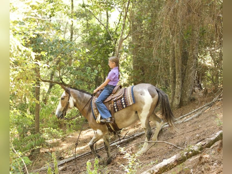 Mule Mare 15 years 14 hh Roan-Bay in Huntsville, TX