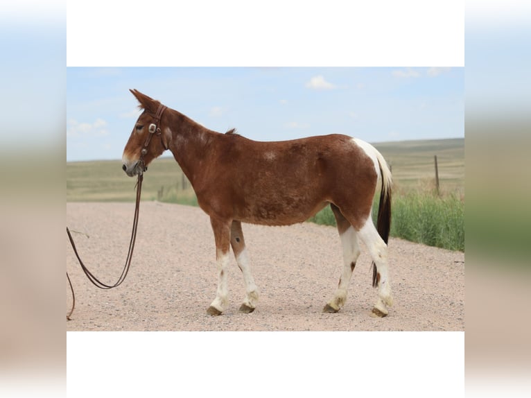 Mule Mare 15 years 14 hh Roan-Red in Nunn