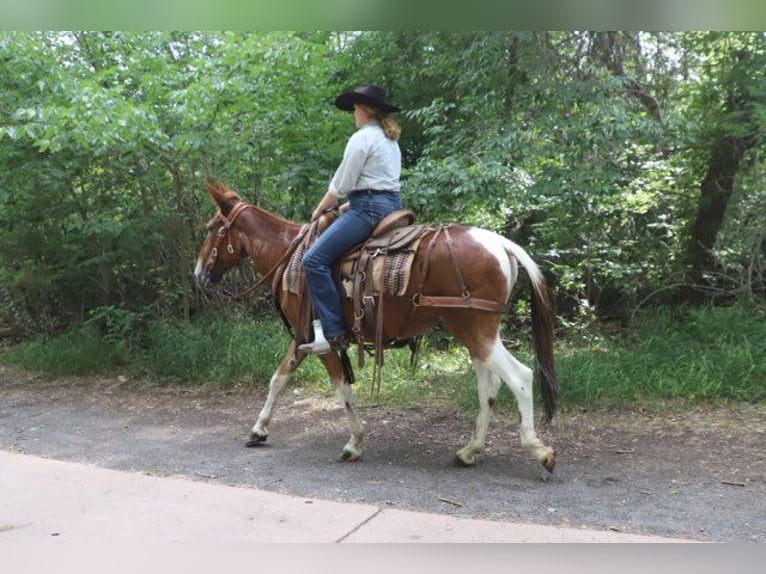 Mule Mare 15 years 14 hh Roan-Red in Nunn
