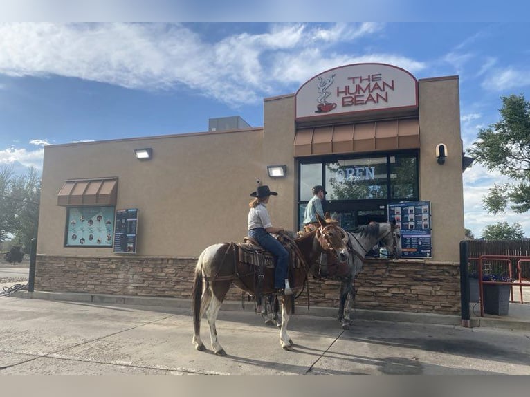 Mule Mare 15 years 14 hh Roan-Red in Nunn