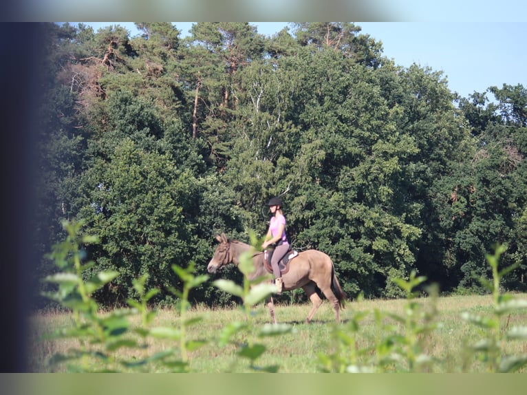 Mule Mare 15 years 15.3 hh Dun in Stavenhagen