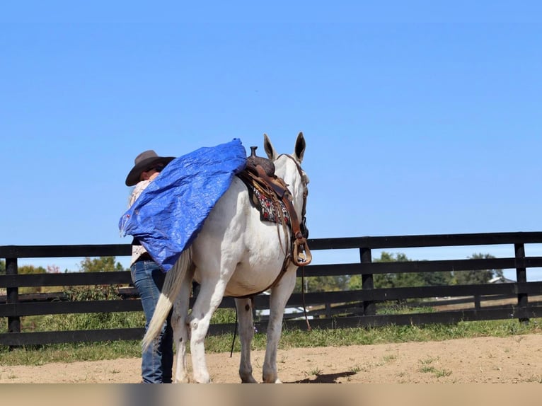 Mule Mare 15 years 15,3 hh Gray in Brookesville KY