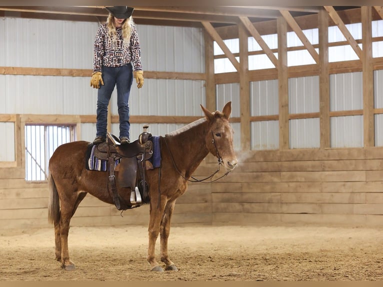 Mule Mare 15 years 16,1 hh Sorrel in Cannon Falls MN