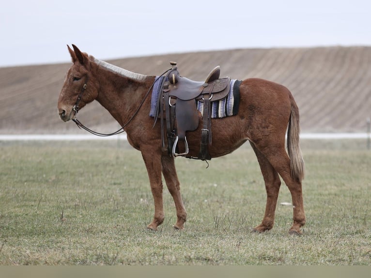 Mule Mare 15 years 16,1 hh Sorrel in Cannon Falls MN