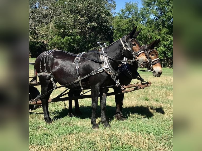 Mule Mare 15 years Black in Cannon Falls, MN