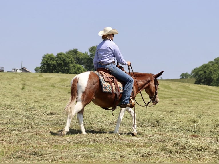 Mule Mare 15 years Chestnut in Brooksville, KY