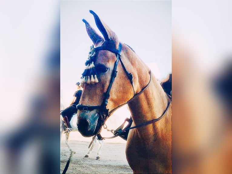 Mule Mare 16 years 15 hh Dun in Jerez De La Frontera