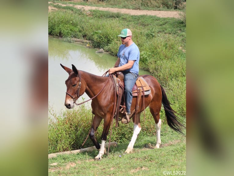 Mule Mare 17 years 15,1 hh Bay in Brooksville