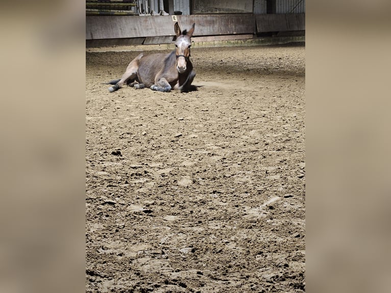 Mule Mare 17 years 15,1 hh Brown in Kreuztal