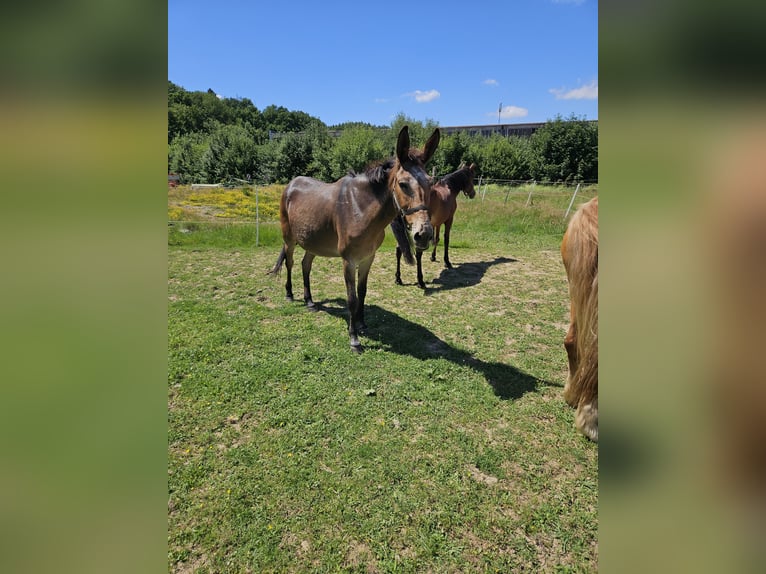 Mule Mare 17 years 15,1 hh Brown in Kreuztal