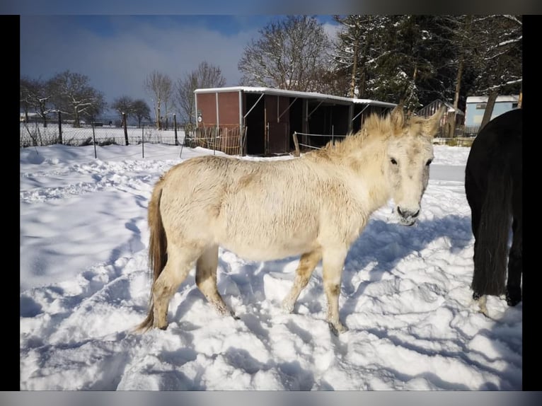 Mule Mare 19 years 11,2 hh Gray in Gundelsheim