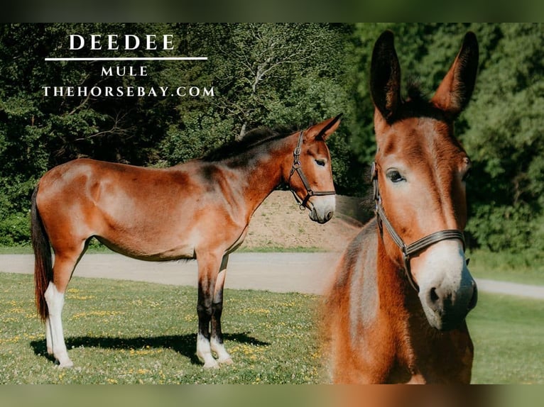 Mule Mare 3 years Bay in Warsaw, NY