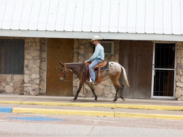 Mule Mare 3 years Chestnut in Huntsville, TX