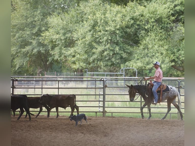Mule Mare 3 years Chestnut in Huntsville, TX