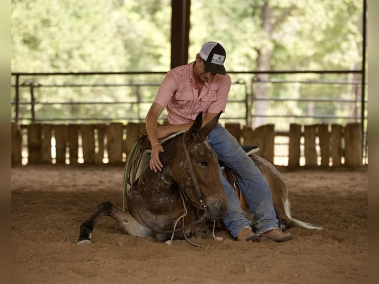 Mule Mare 3 years Chestnut in Huntsville, TX