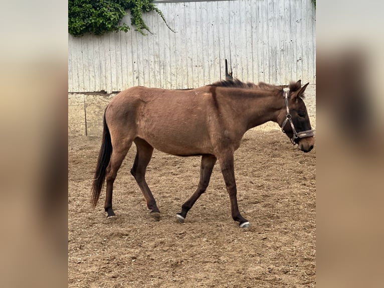 Mule Mare 4 years 13,3 hh in M&#xF6;nchengladbach