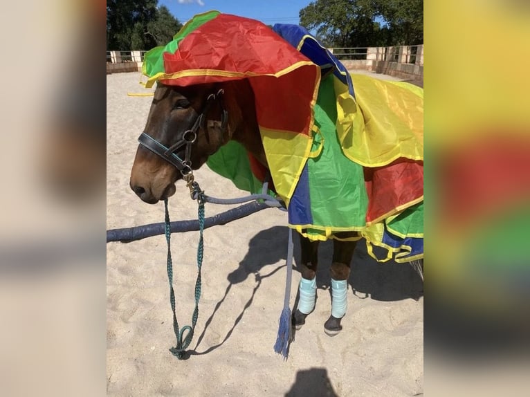 Mule Mare 4 years 13,3 hh in M&#xF6;nchengladbach