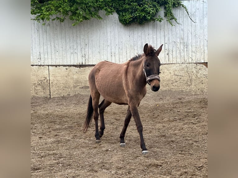 Mule Mare 4 years 13,3 hh in M&#xF6;nchengladbach
