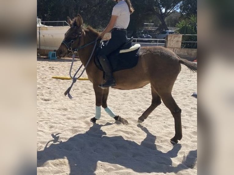 Mule Mare 4 years 13,3 hh in M&#xF6;nchengladbach