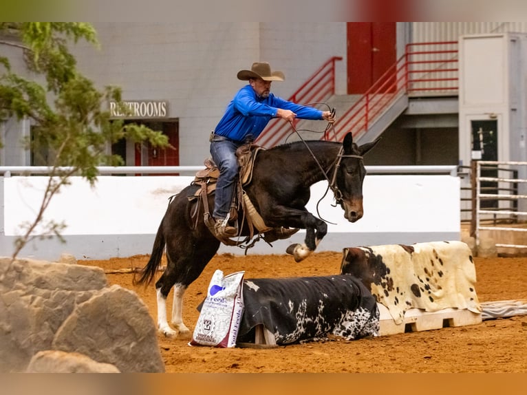 Mule Mare 4 years 14,3 hh Black in Fittstown