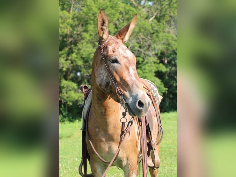 Mule Mare 4 years 14 hh in Cannon Falls