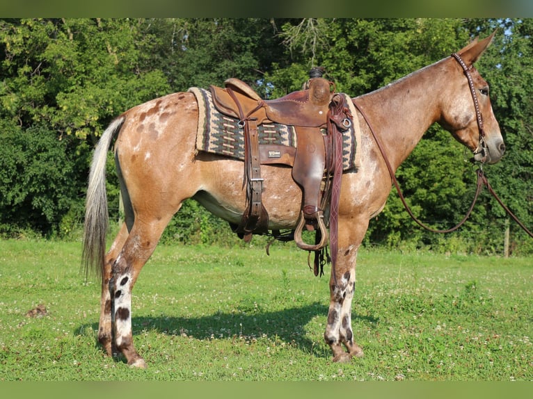 Mule Mare 4 years 14 hh in Cannon Falls