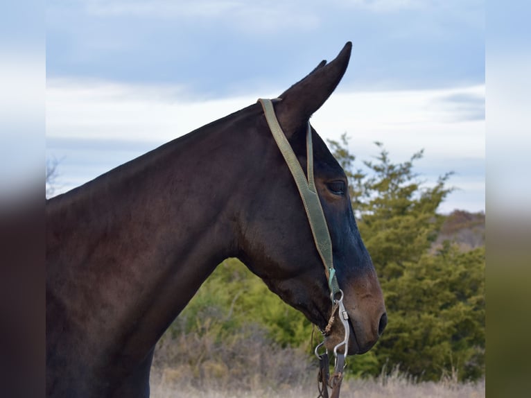 Mule Mare 4 years 14,3 hh Black in Fittstown