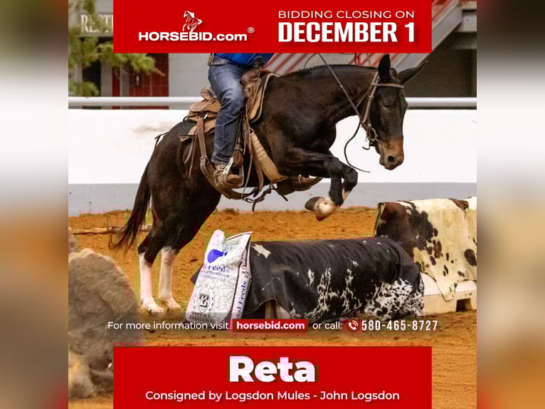 Mule Mare 4 years 14,3 hh Black in Fittstown