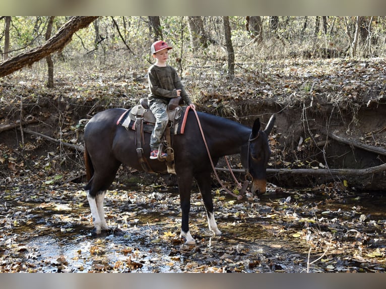 Mule Mare 4 years 14,3 hh Black in Fittstown