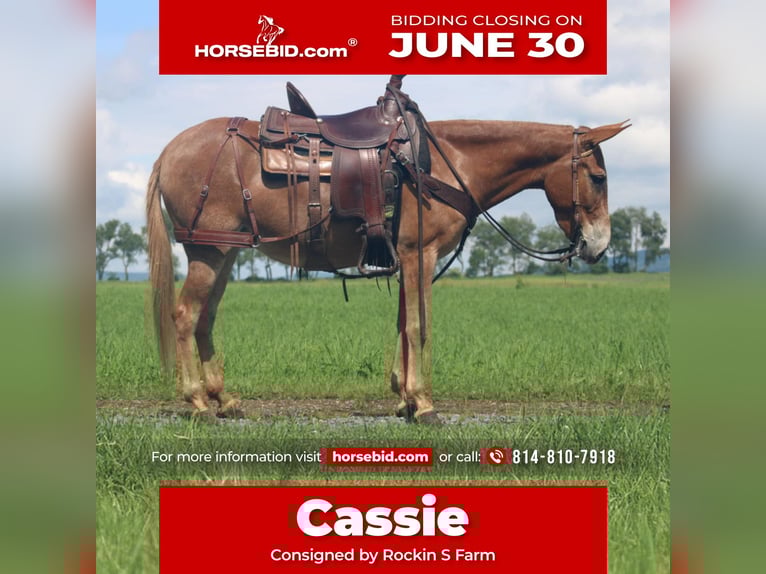 Mule Mare 5 years 13,3 hh Dun in Rebersburg, PA
