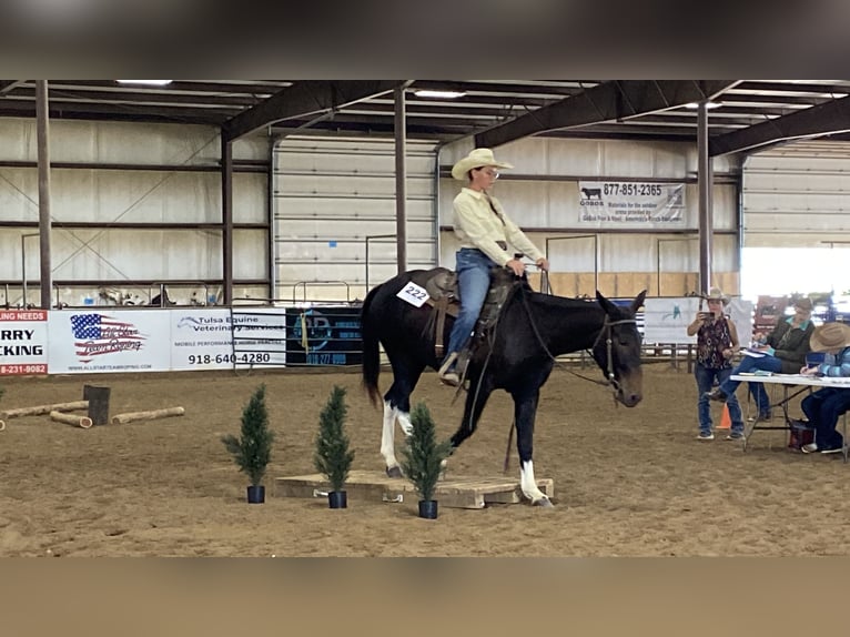 Mule Mare 5 years 14,3 hh Black in Fittstown