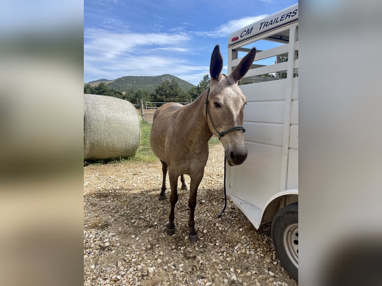 Mule Mare 5 years 14 hh Roan-Red in Cotopaxi